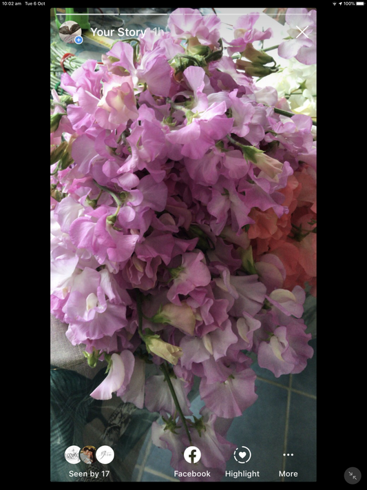 Sweet Pea
