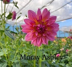 Moray Ashley - Dahlia - Waterlily