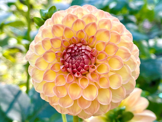 Ryecroft Punch - Dahlia - Ball