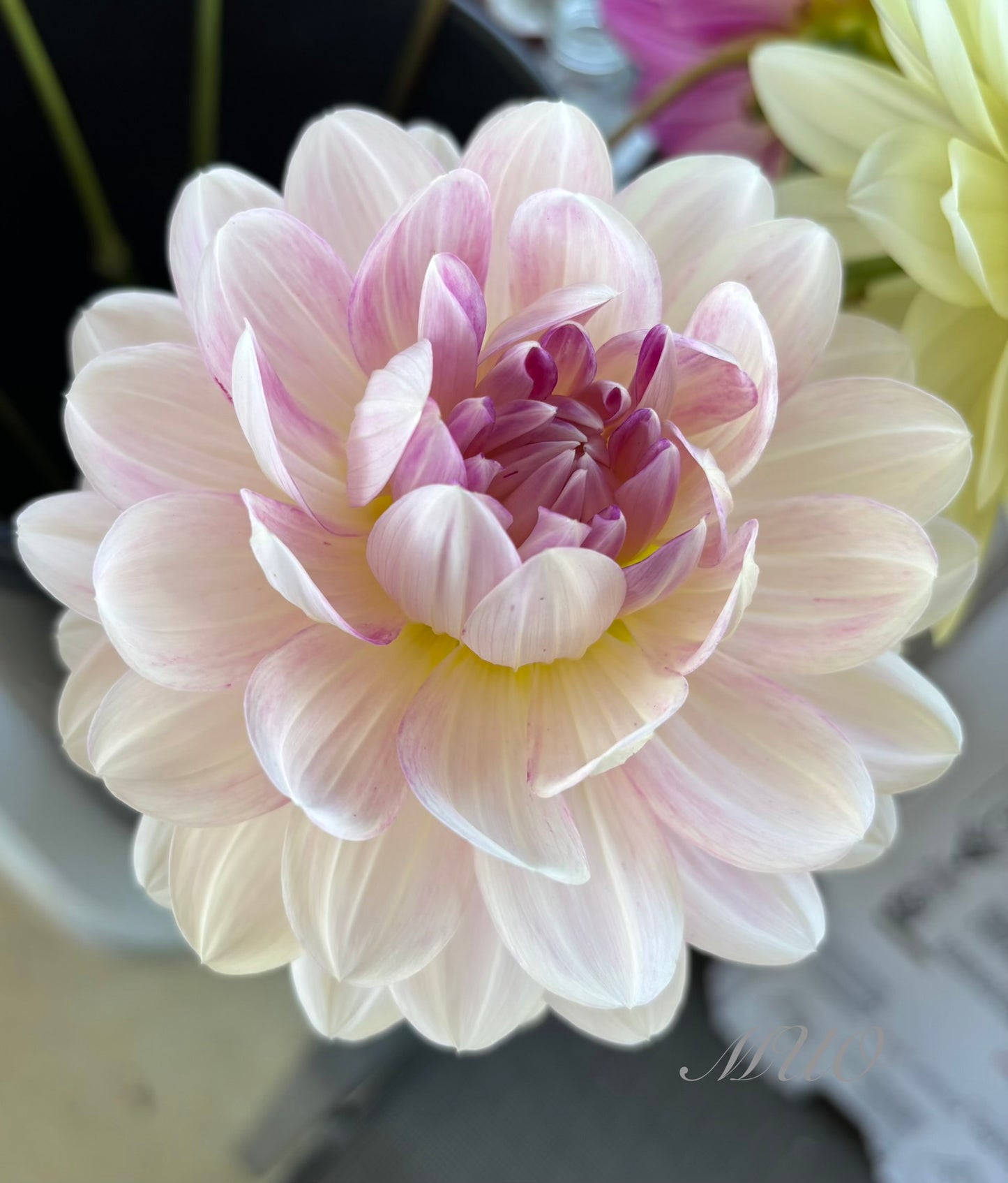 Kelgai Anne - Dahlia - Waterlily