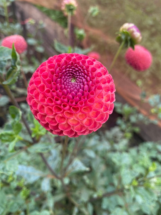 Stoneleigh Joyce - Dahlia - Pompone