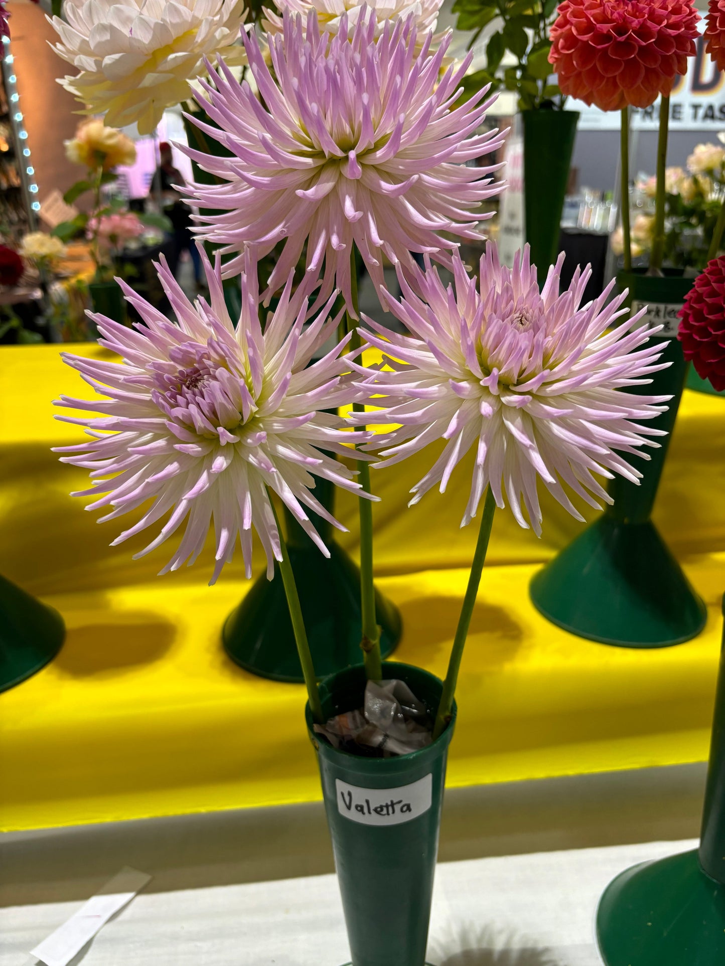 Valetta - Dahlia - Small Cactus