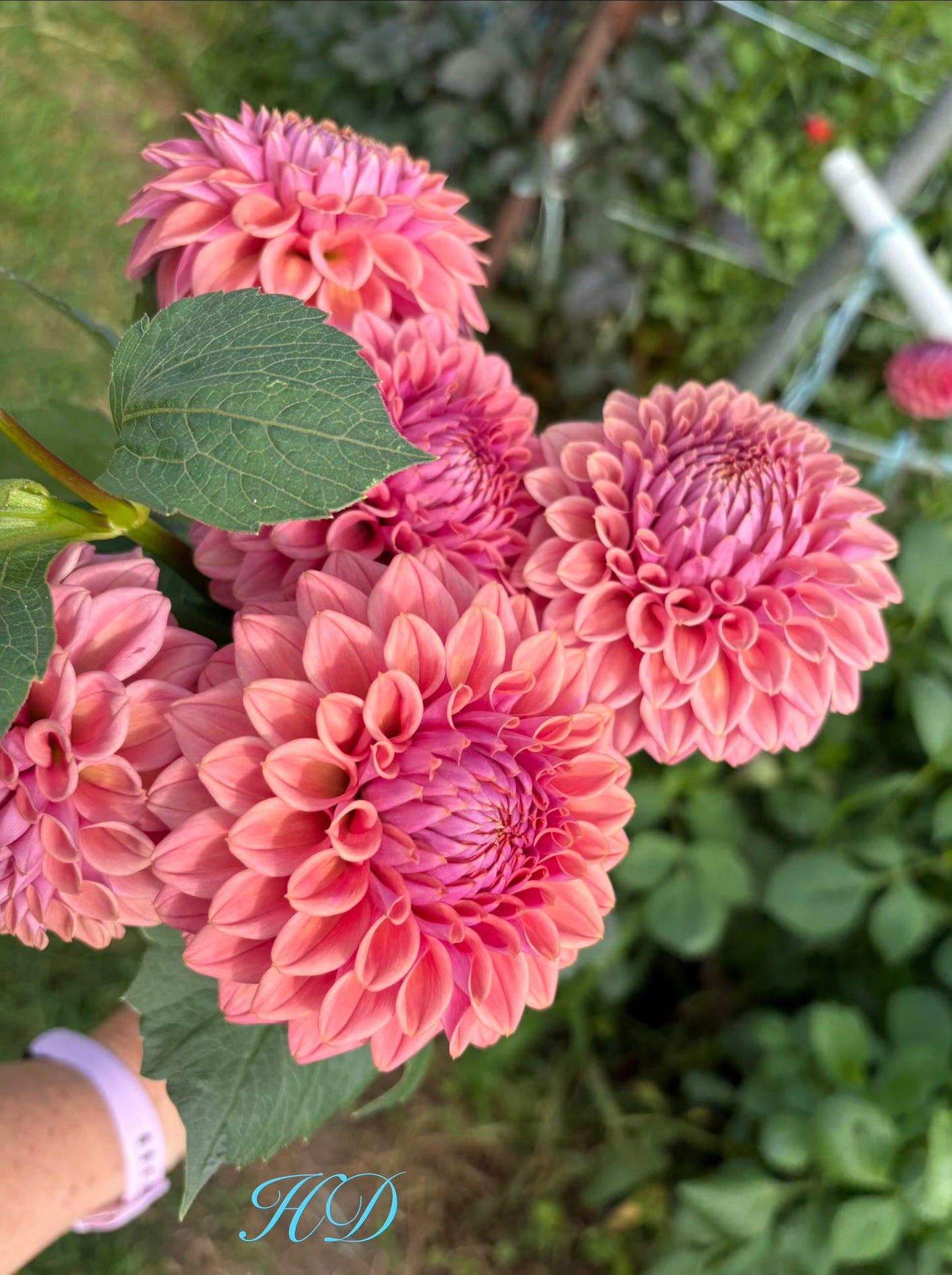 Winkie Truffle - Dahlia - Miniature Decorative