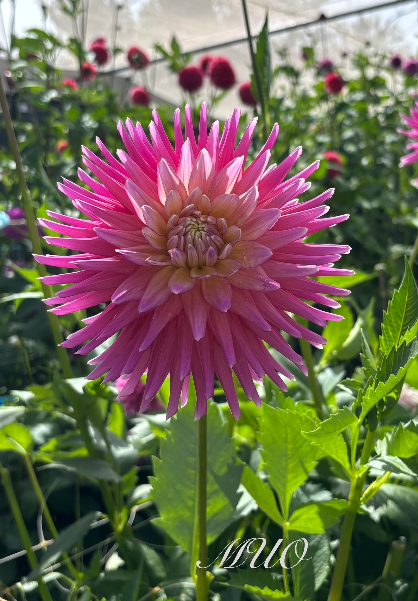 Susan French - Dahlia - Medium Cactus
