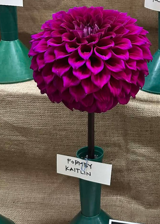 Formby Kaitlin - Dahlia - Medium Decorative