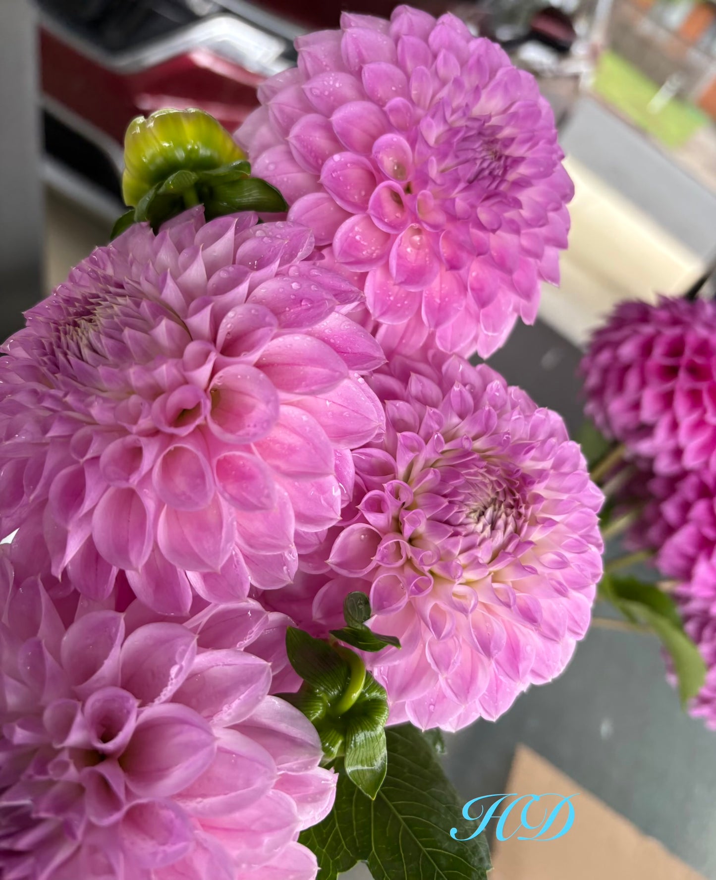 C.K Faye - Dahlia - Small Decorative