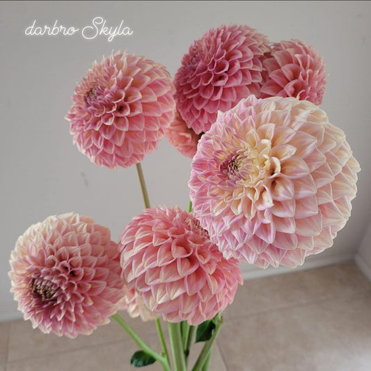 Darbro Skyla - Dahlia - Miniature Decorative