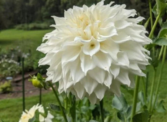 A.C Casper - Dahlia - Large Decorative