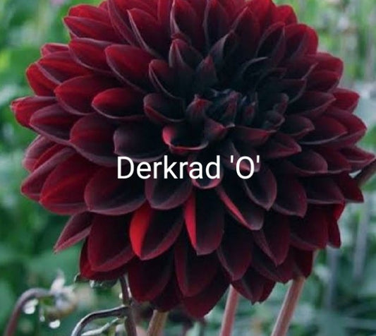 Derkrad 'O' - Dahlia - Small Decorative