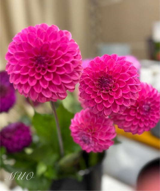 Floralie Joy - Dahlia - Miniature Decorative