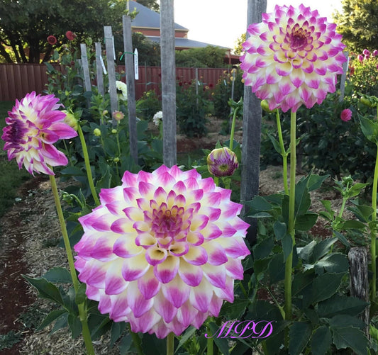 Formby Art - Dahlia - Miniature Decorative