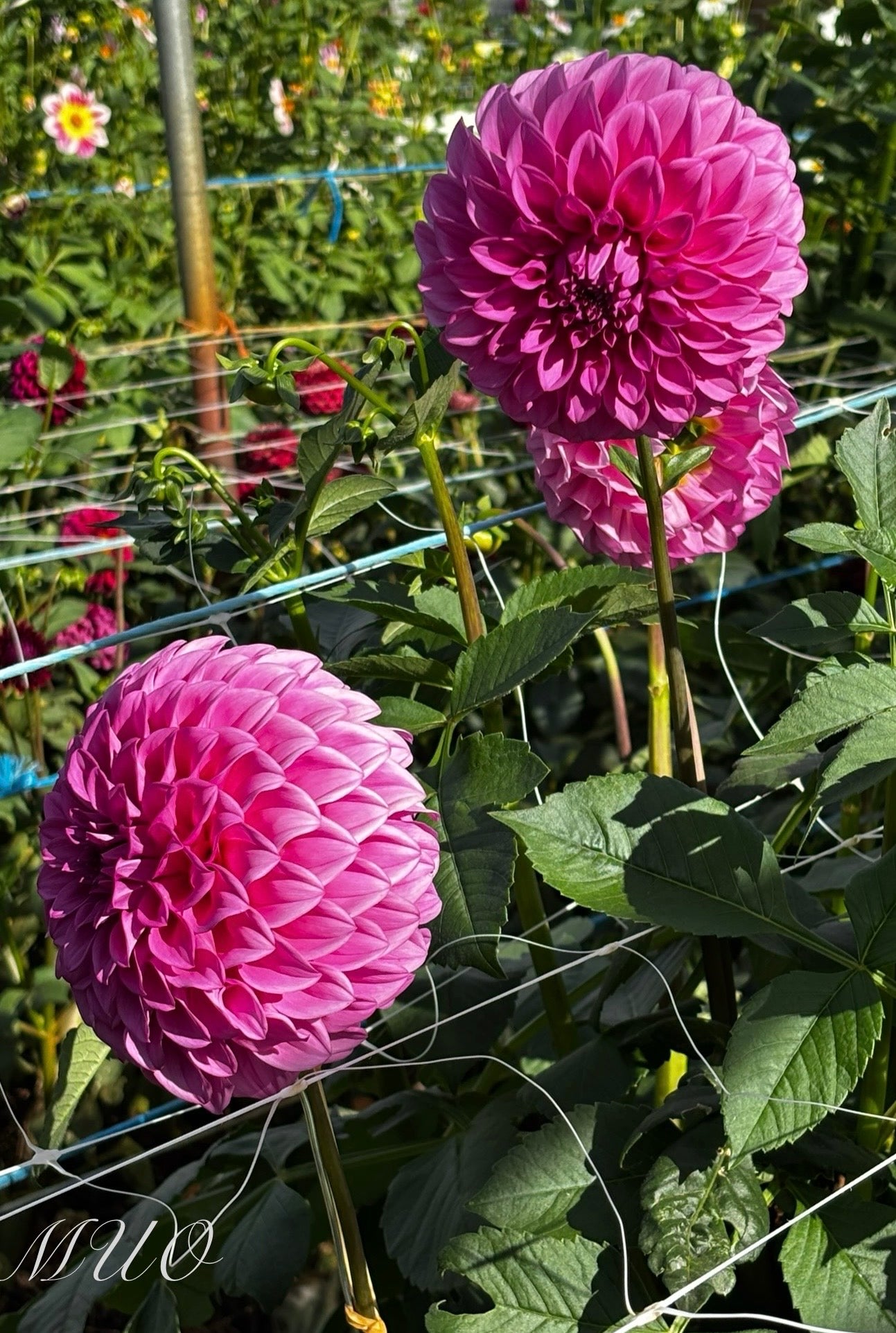 Formby Crown - Dahlia - Small Decorative