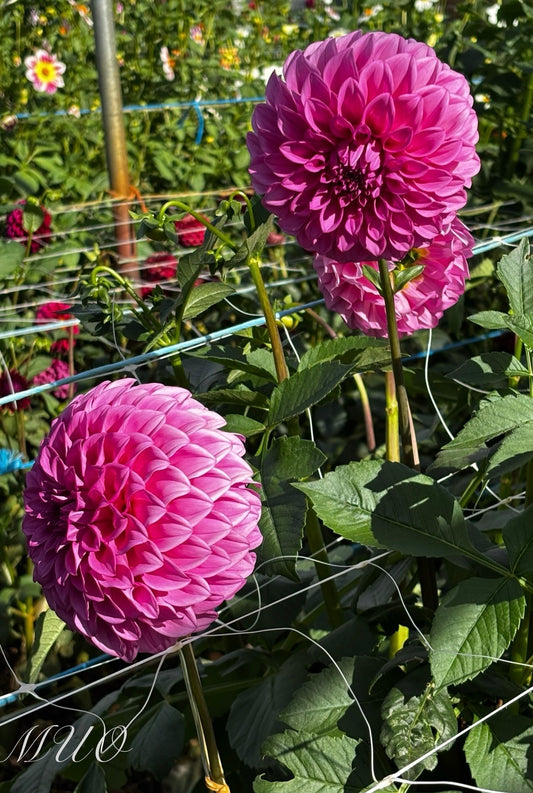 Formby Crown - Dahlia - Small Decorative
