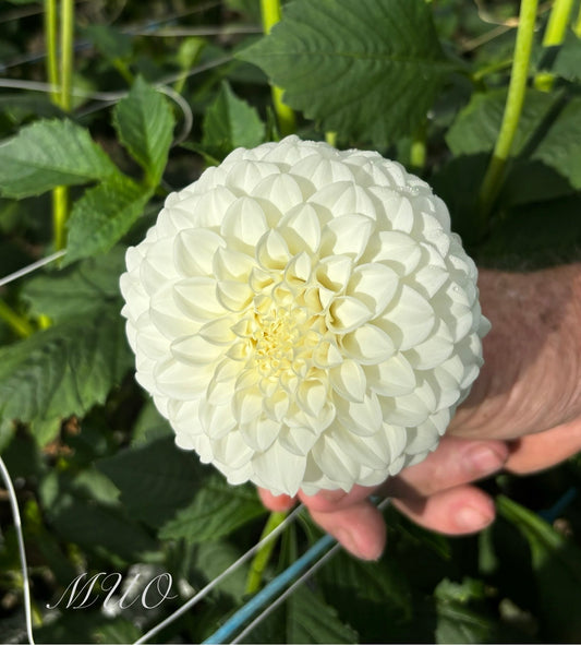 Formby Alpine - Dahlia - Miniature Decorative
