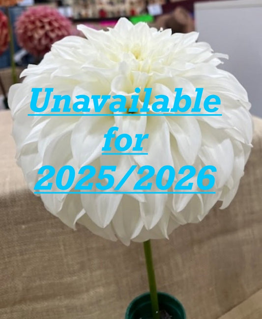 Formby Marvel - Dahlia - Medium Decorative