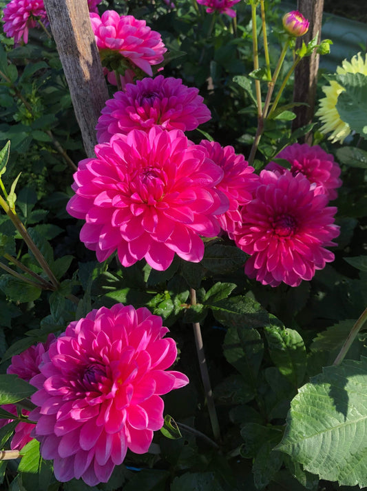 G.D Jemima - Dahlia - Waterlily