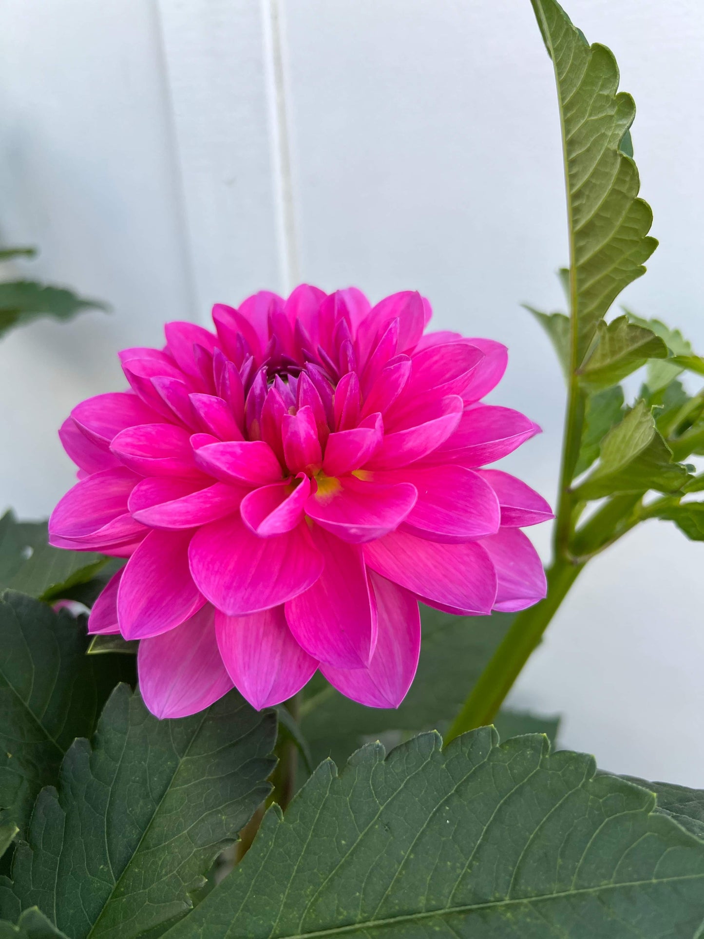 G.D Jemima - Dahlia - Waterlily