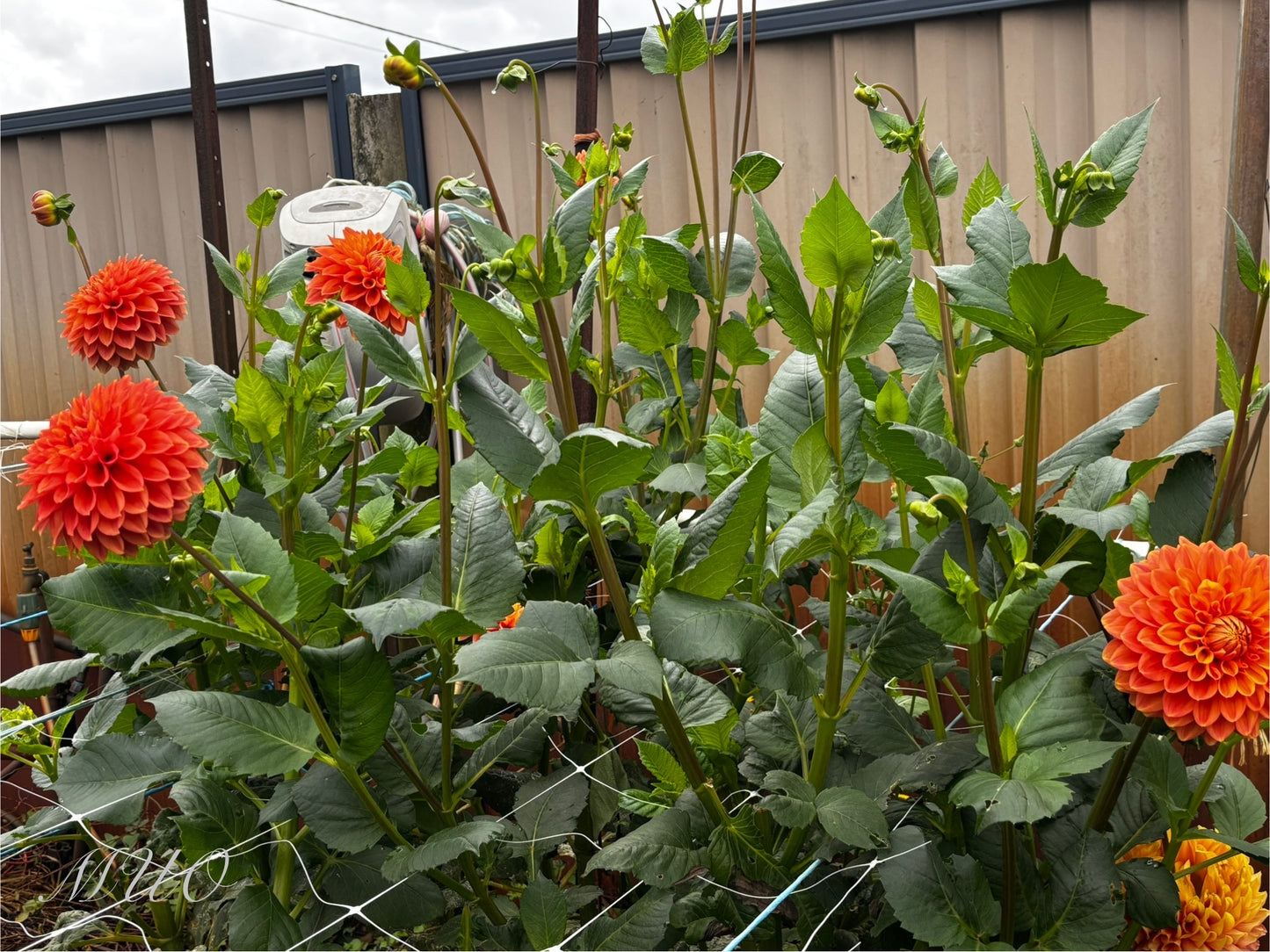 G.D Lyn - Dahlia - Small Decorative