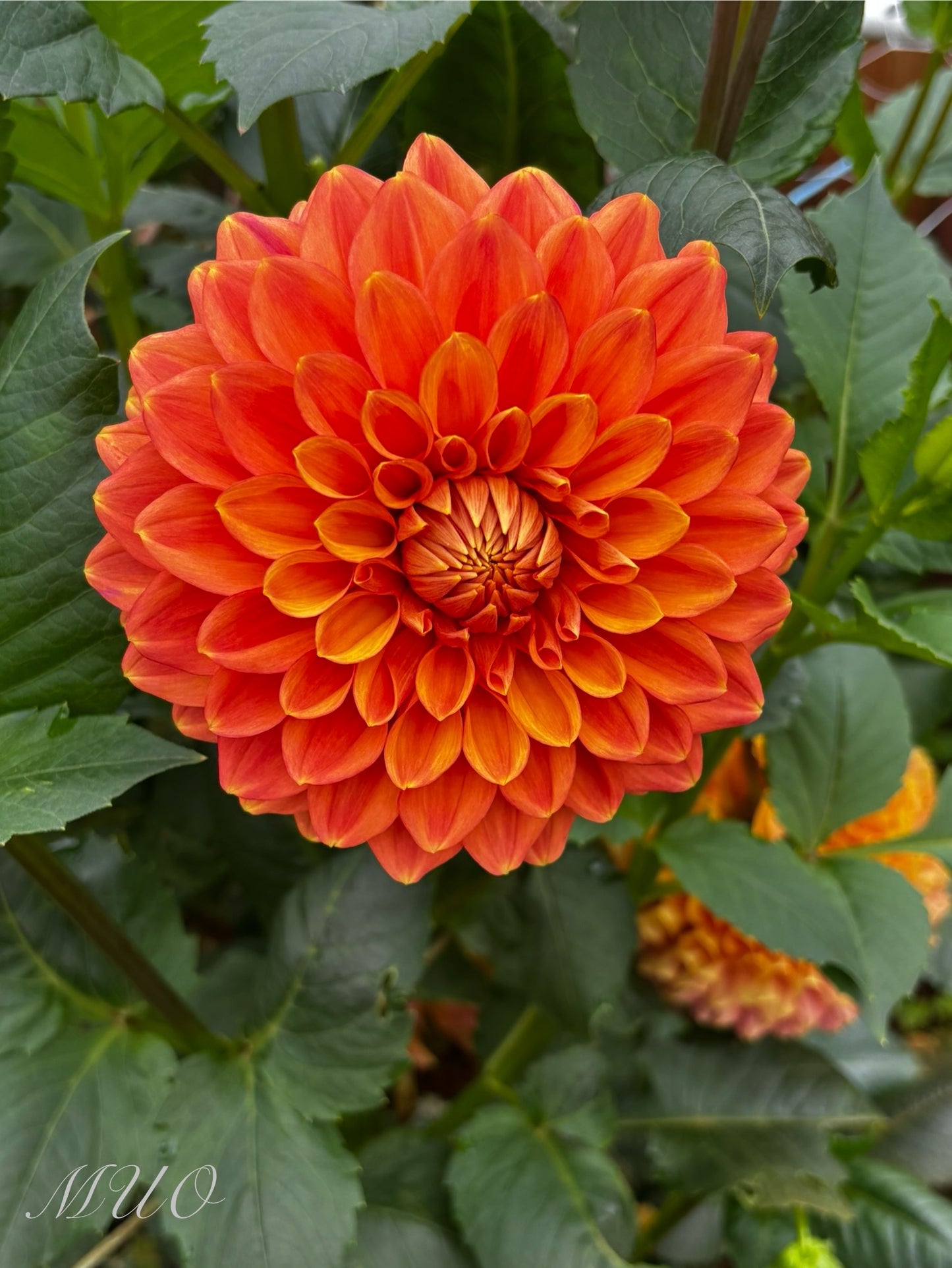 G.D Lyn - Dahlia - Small Decorative