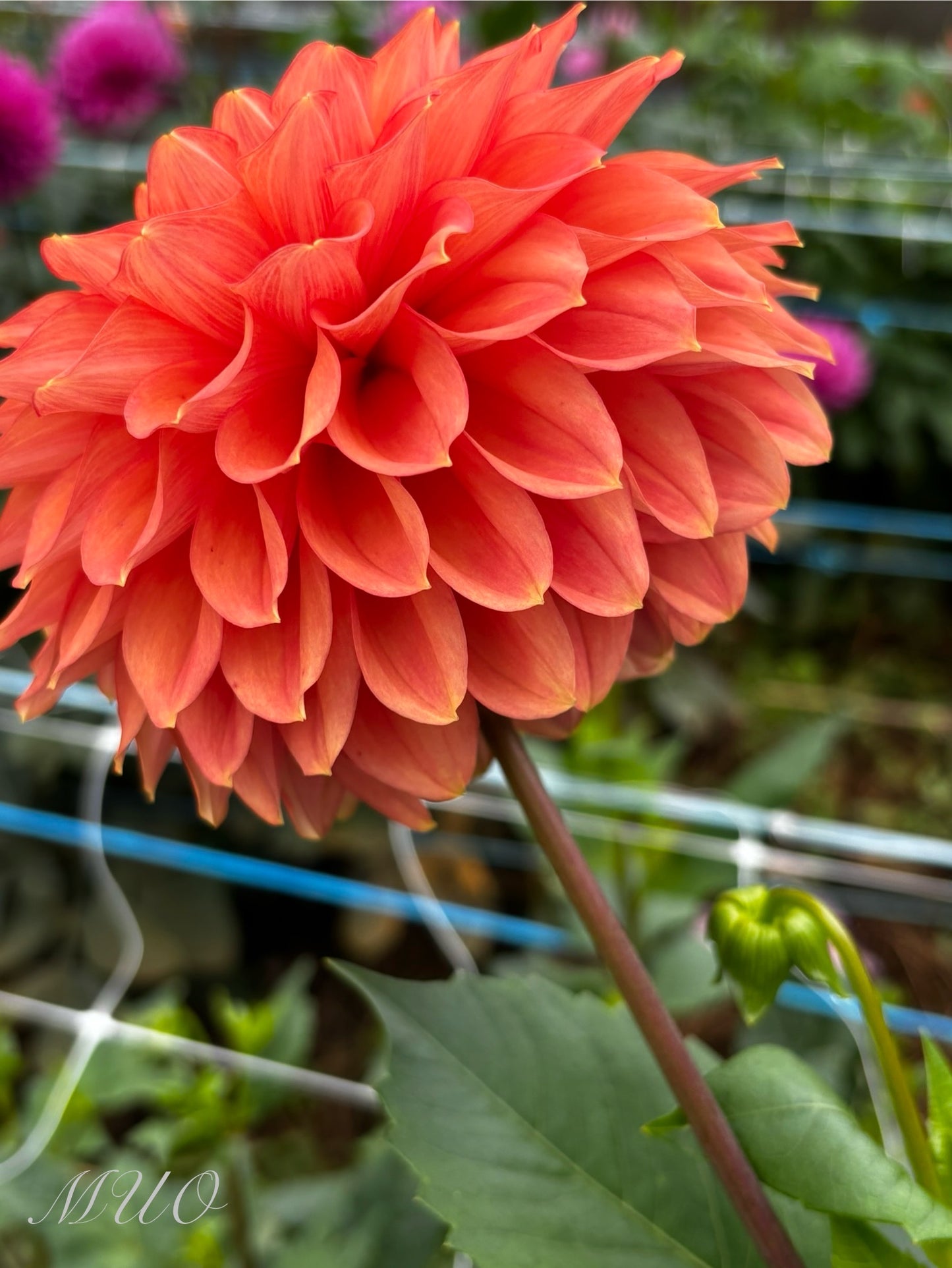 G.D Lyn - Dahlia - Small Decorative