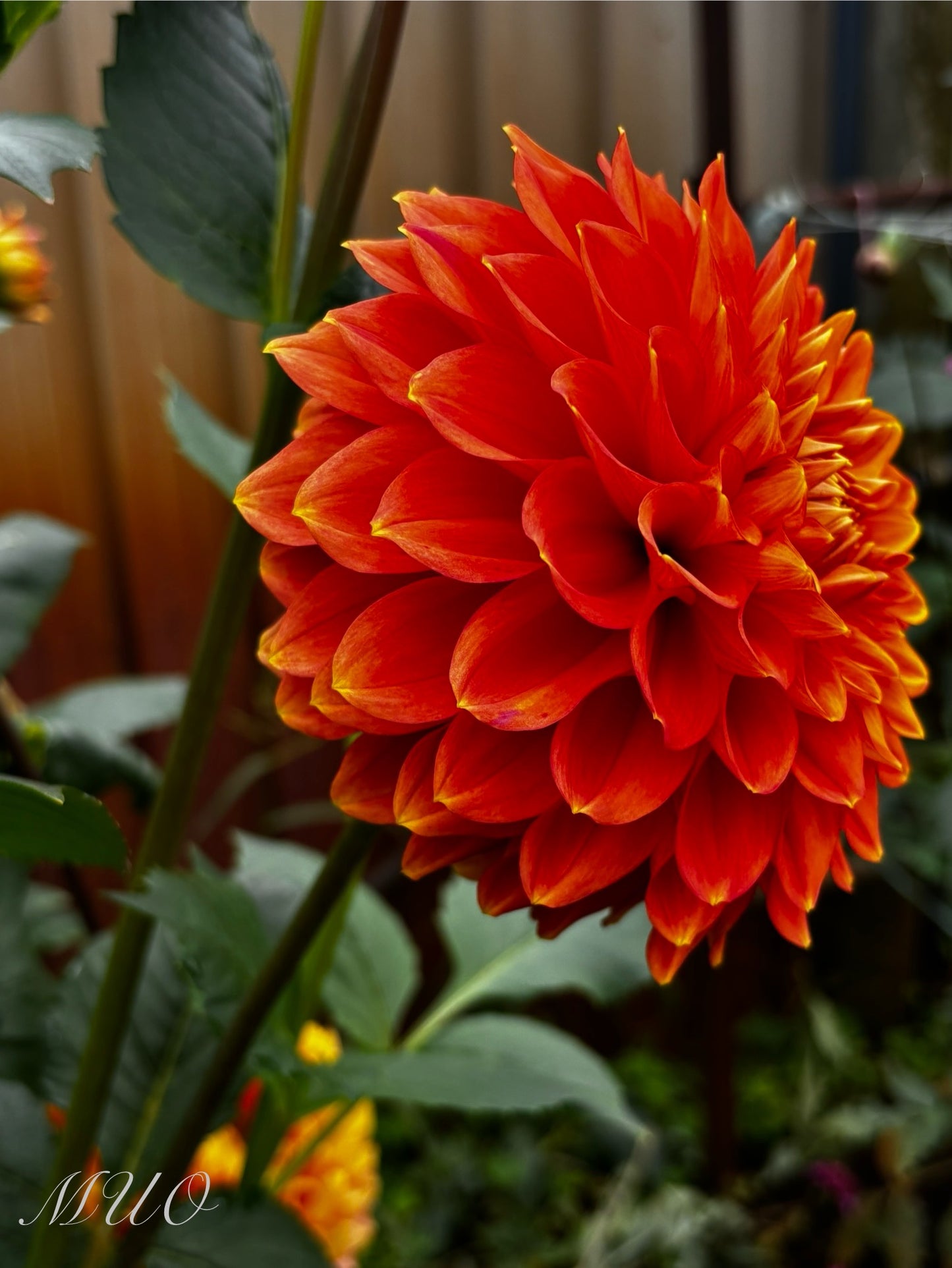 G.D Lyn - Dahlia - Small Decorative