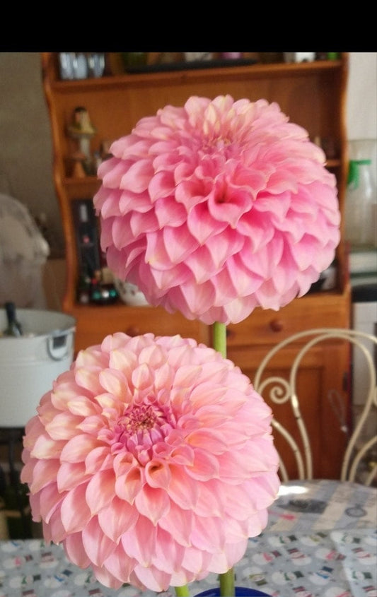 Coorabell Jessie - Dahlia - Miniature Decorative