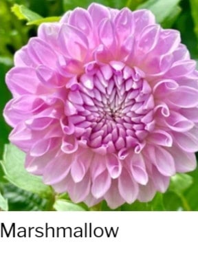 Marshmallow - Dahlia - Small Decorative
