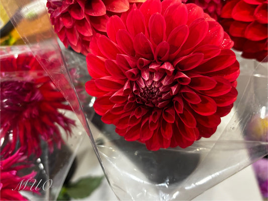 George 'O' - Dahlia - Small Decorative