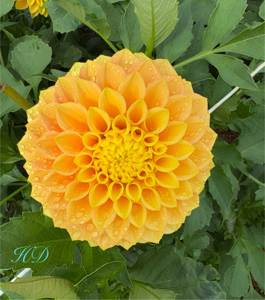 Glenmarc Shirley - Dahlia - Small Decorative