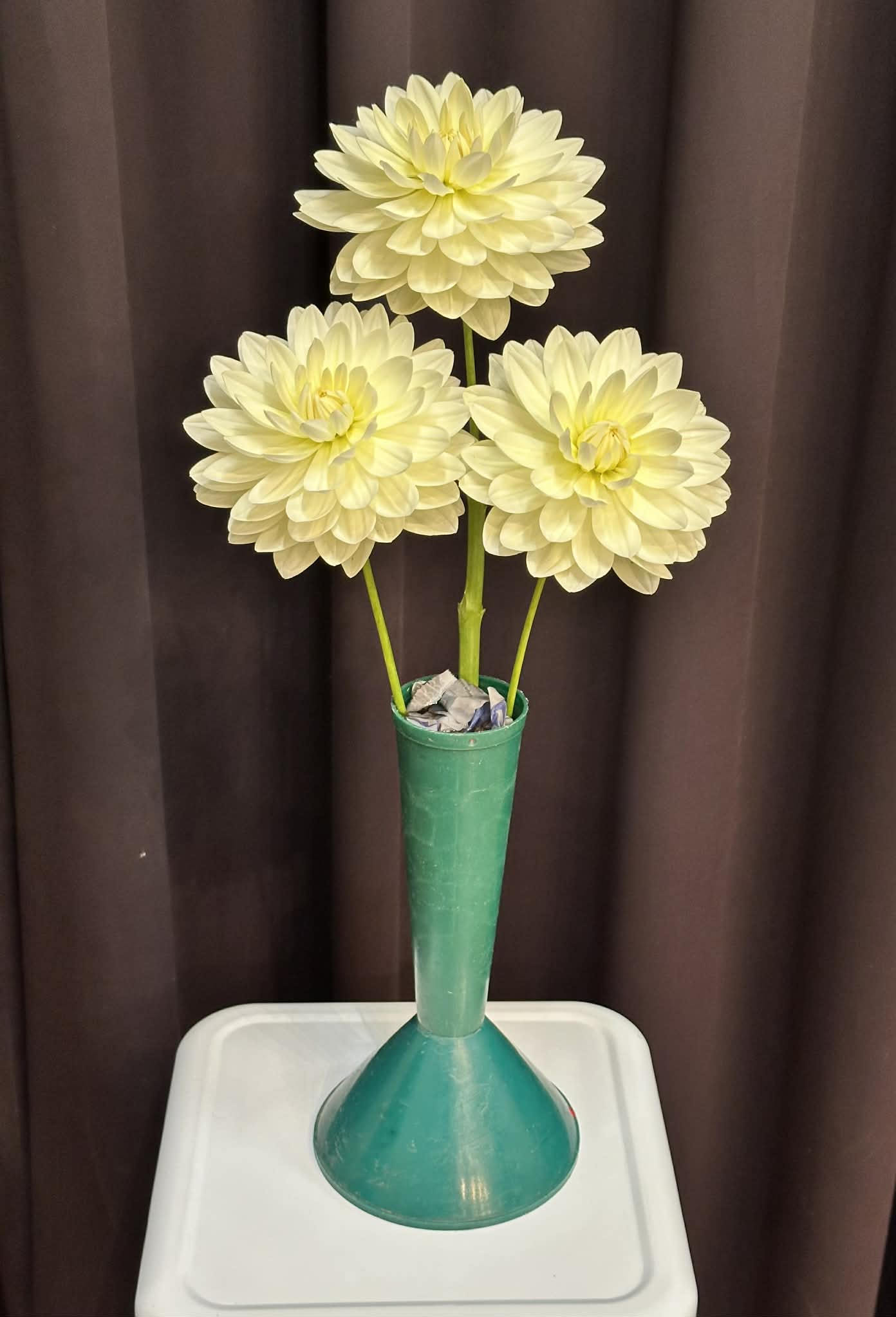Cameo - Dahlia - Waterlily