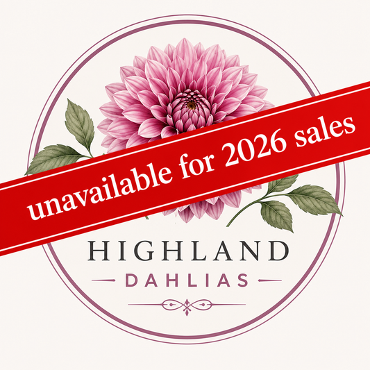 Lillian 'O' 15 - Dahlia - Orchid