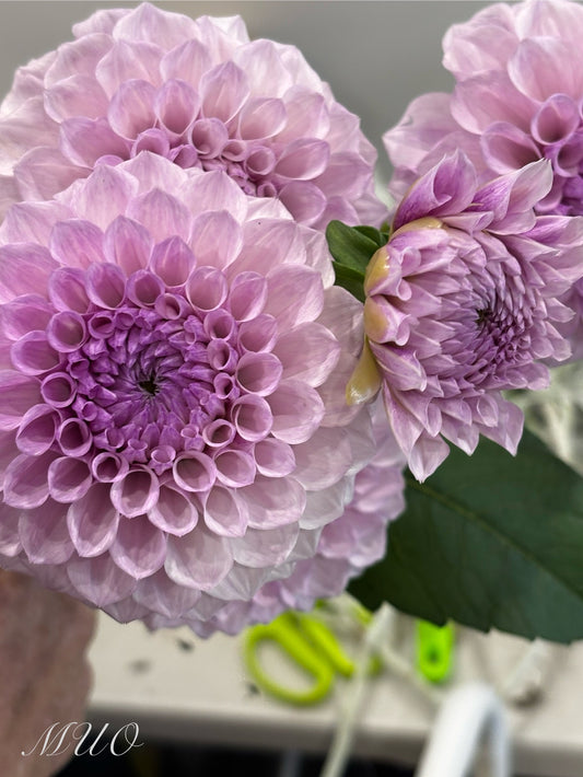 Jeff Bloom - Dahlia - Miniature Decorative