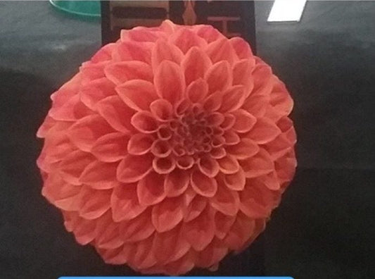 Sylvia Craig Hunter - Dahlia - Medium Decorative
