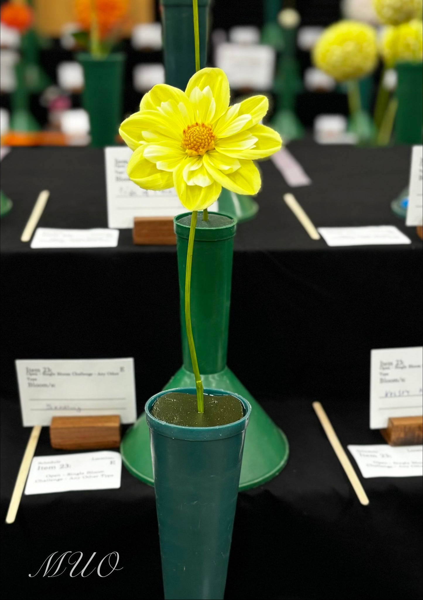 Karras Lee - Dahlia - Collerette