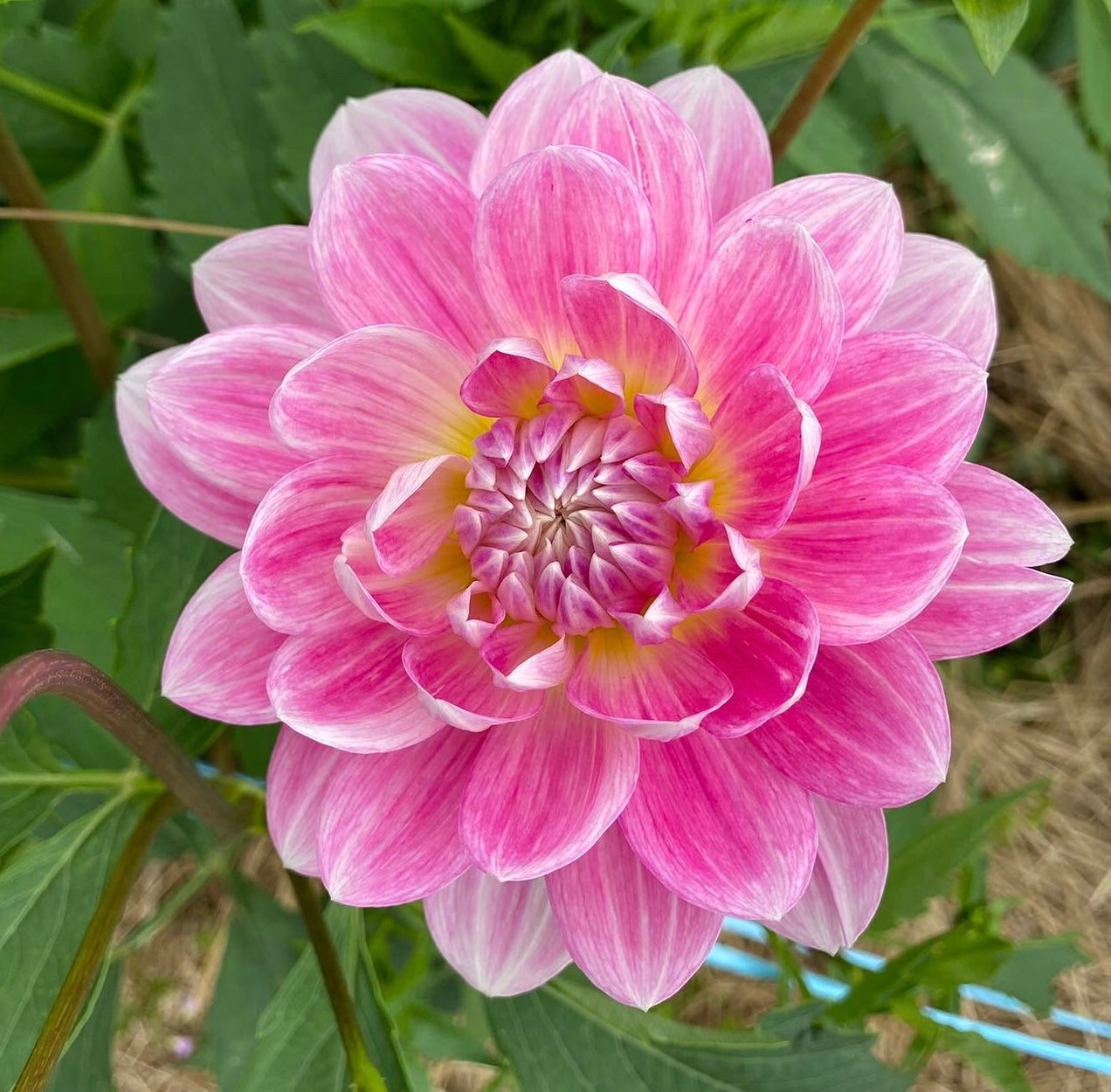 Kelgai Anne - Dahlia - Waterlily