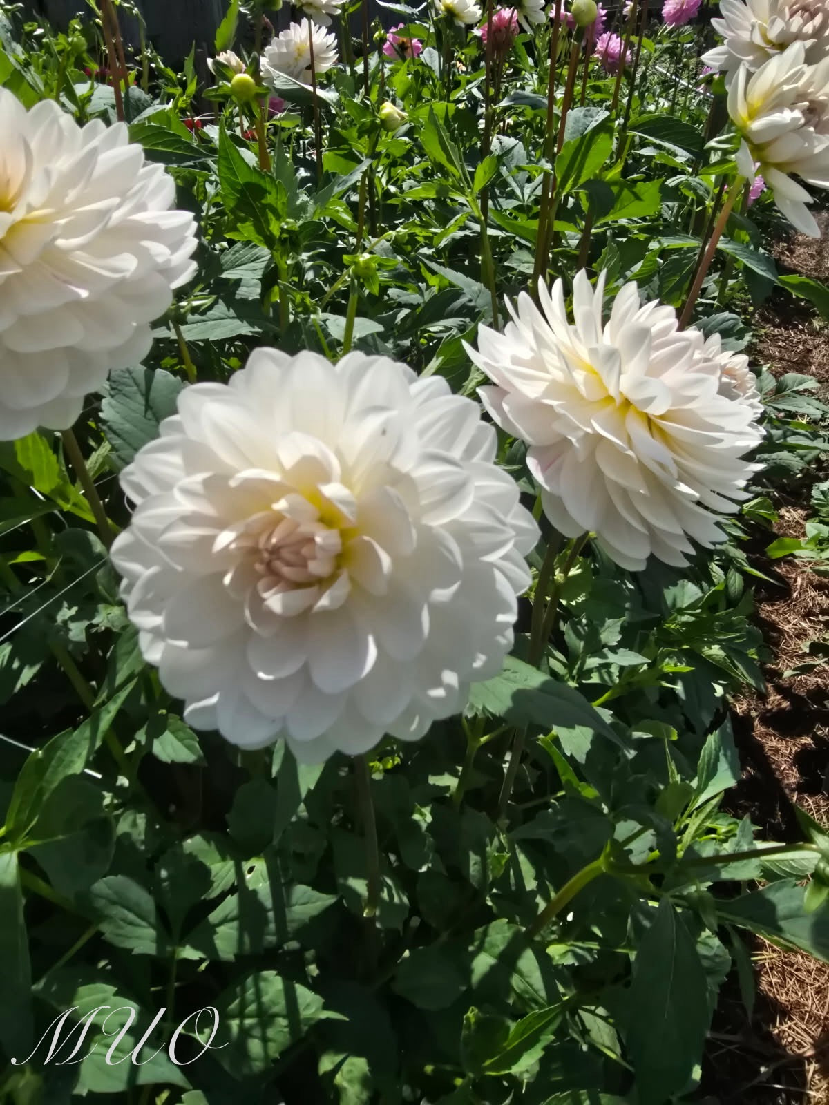 Kelgai Anne - Dahlia - Waterlily