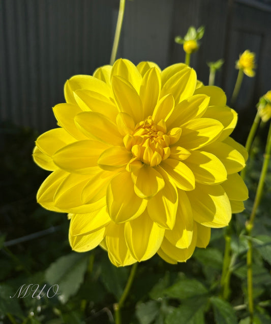 Ken's Gold - Dahlia - Waterlily