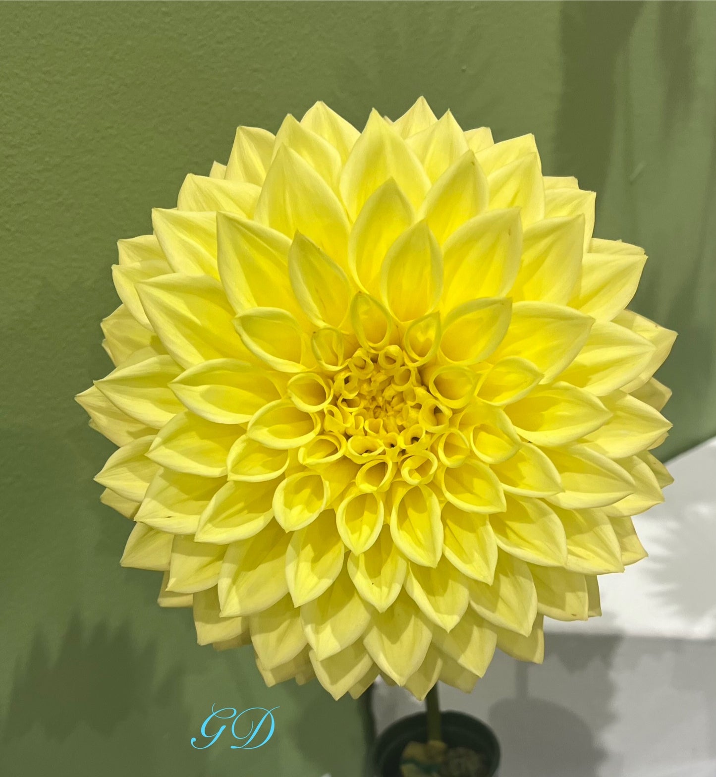 Kim's Christie - Dahlia - Large Decorative