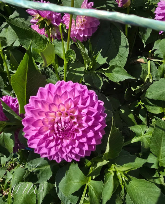 Le Batts Prime - Dahlia - Small Decorative