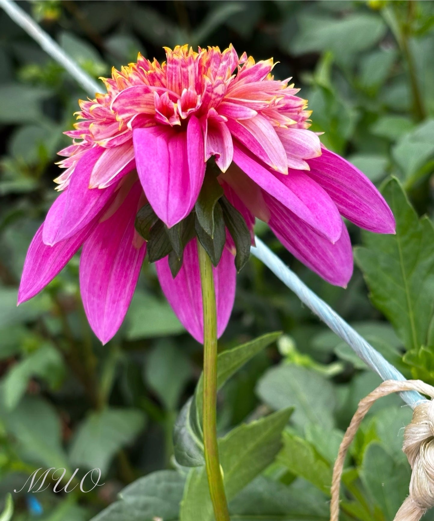 Mexico - Dahlia - Anemone