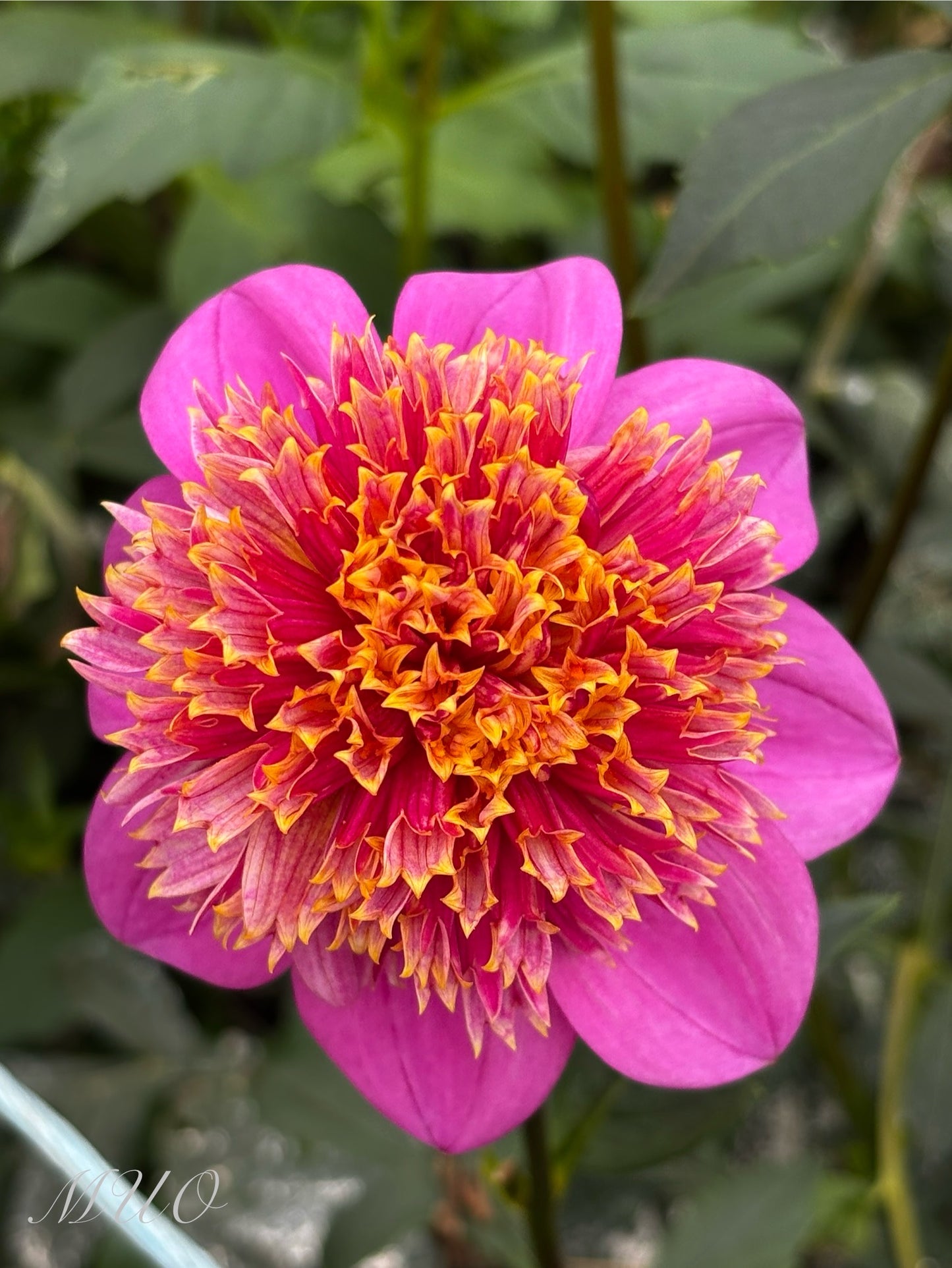 Mexico - Dahlia - Anemone