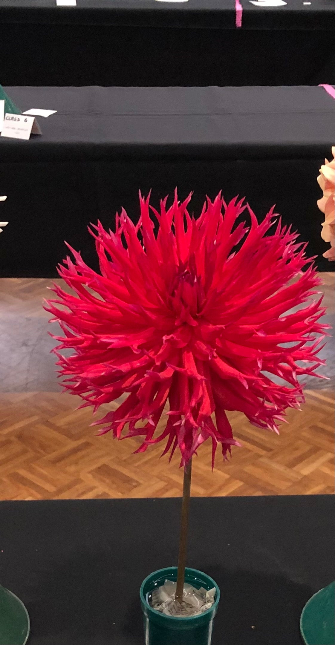 Winkie Volcano - Dahlia - Fimbriated