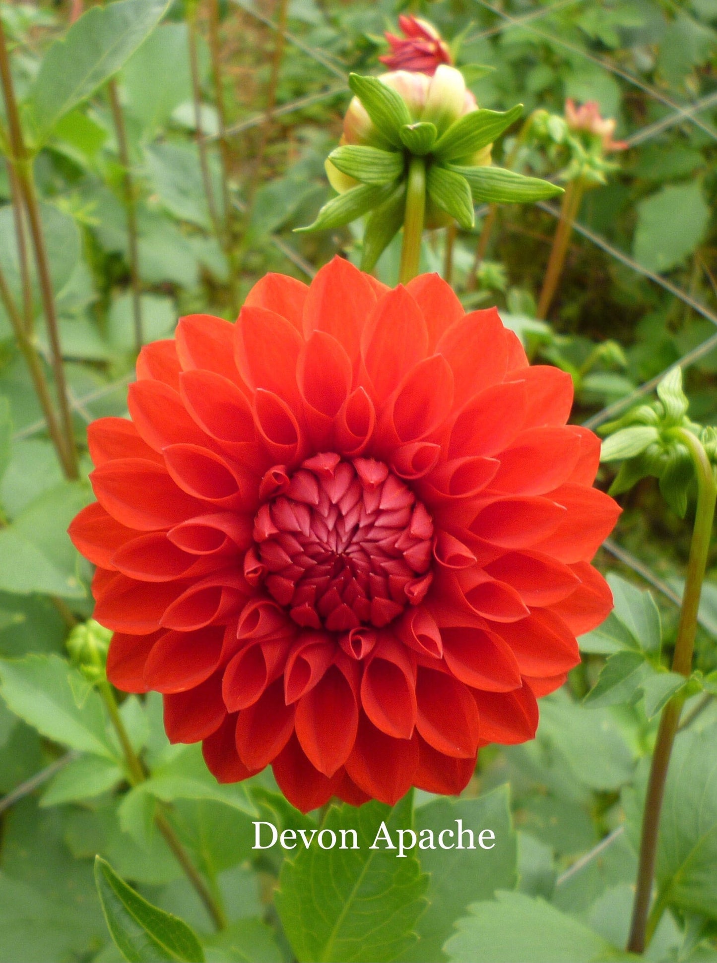 Devon Apache - Dahlia - Small Decorative