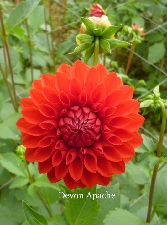 Devon Apache - Dahlia - Small Decorative