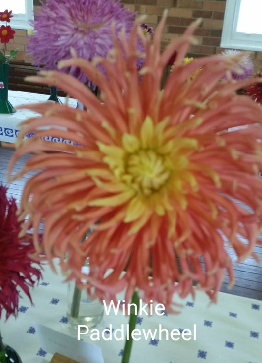 Winkie Paddlewheel - Dahlia - Incurved Cactus
