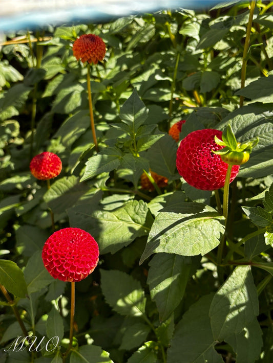 Winkie Lambrusco - Dahlia - Pompone