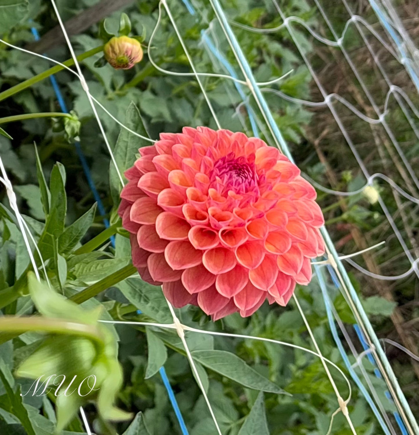 Parklea KB - Dahlia - Miniature Decorative