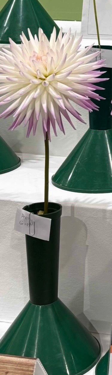 Pretty Girl - Dahlia - Medium Cactus