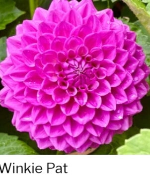 Winkie Pat - Dahlia - Miniature Decorative