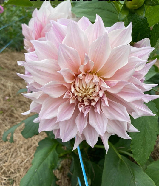 Cafe Au Lait - Dahlia - Large Decorative